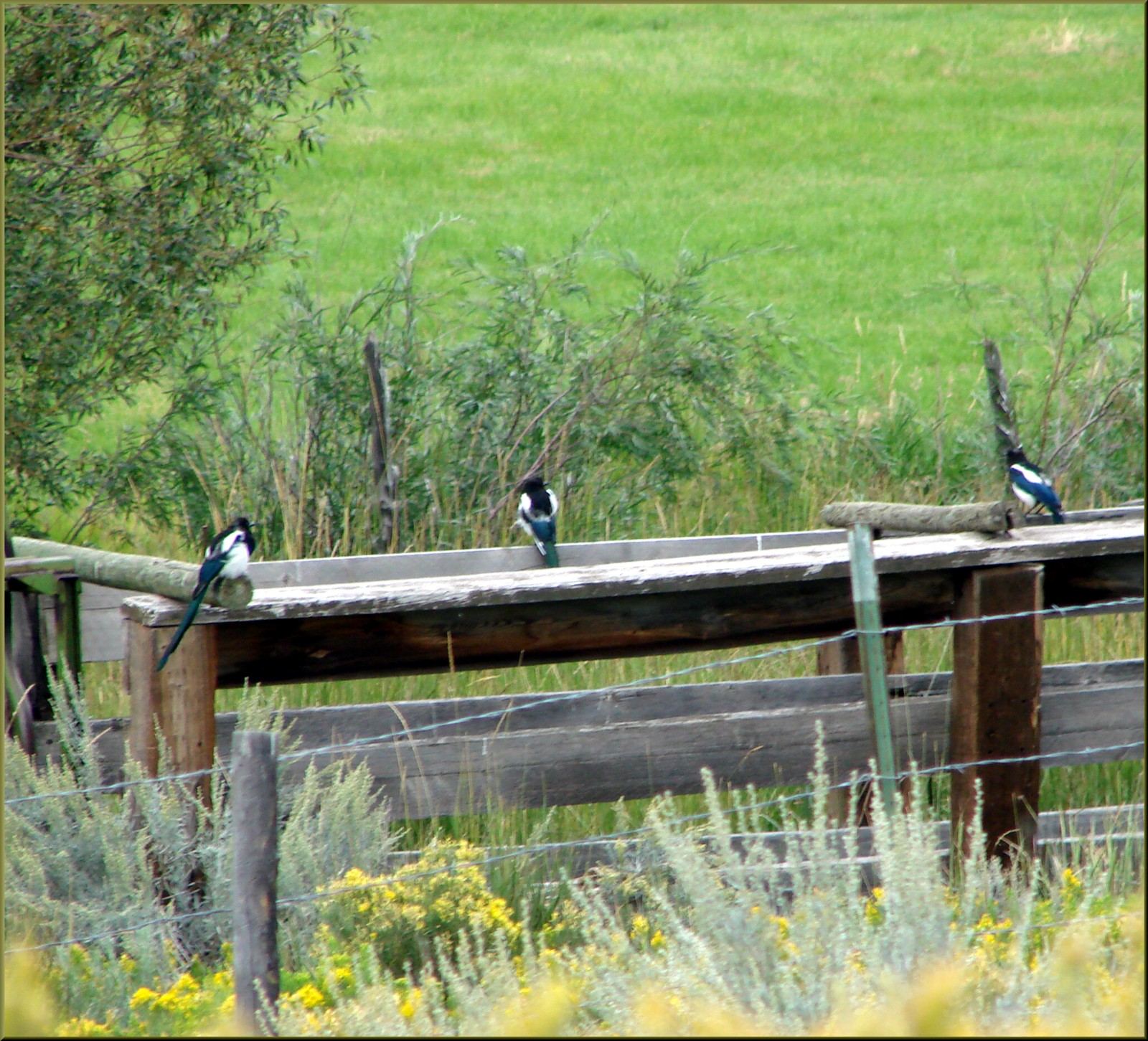 Weathered wooden rail fence at Reeder Creek Ranch, Colorado